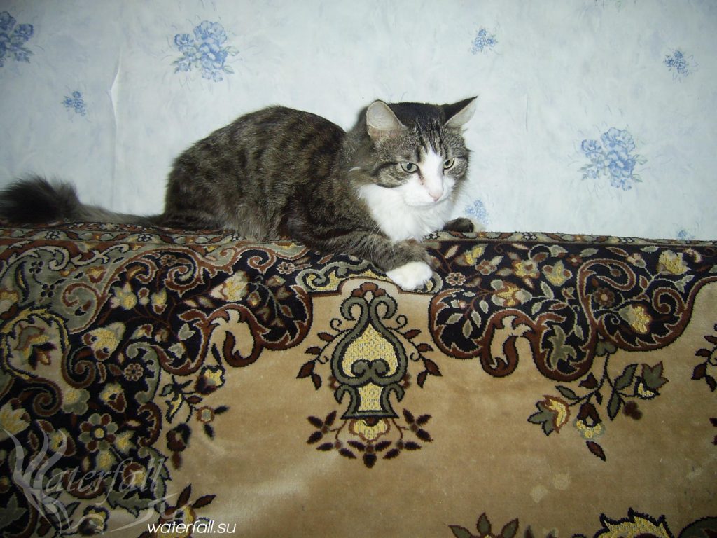 Котя на диване