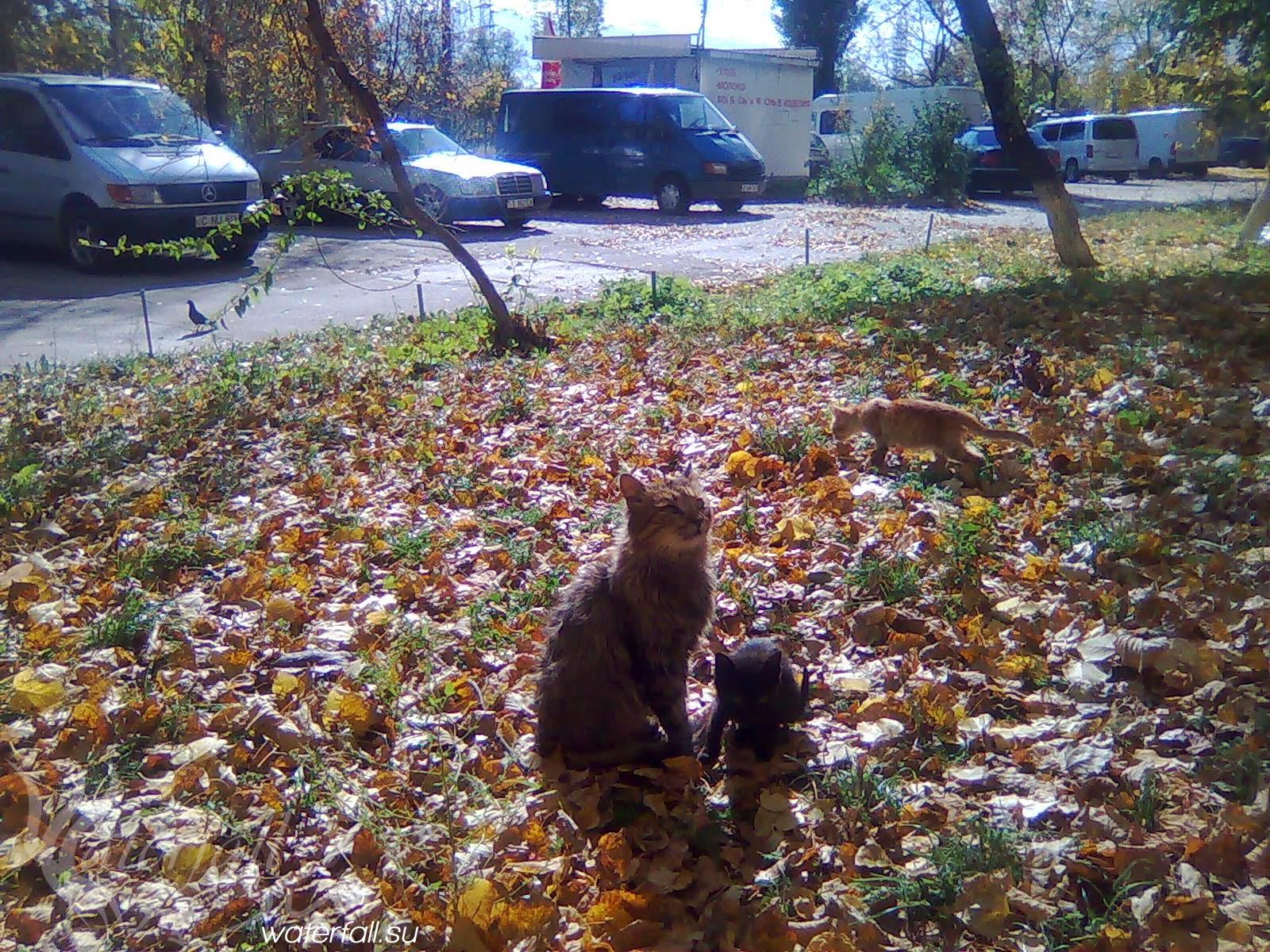 Пуш и котята которых он вырастил