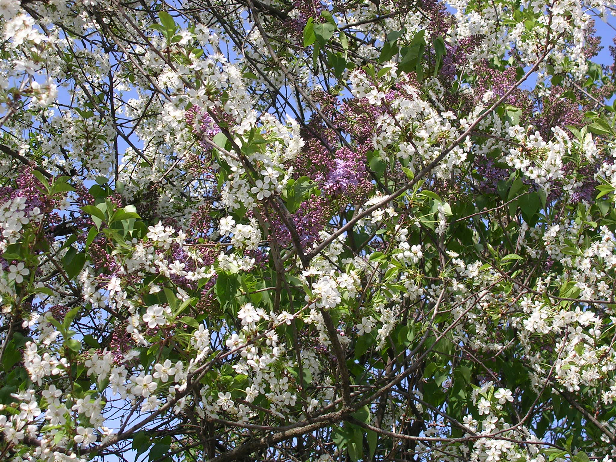 DSCN0944