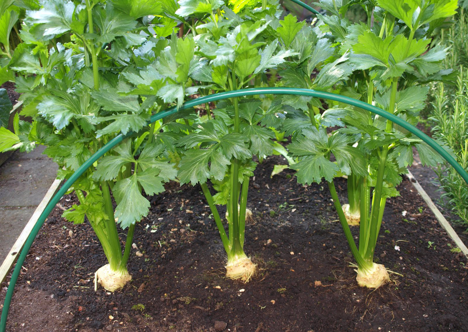 Celeriac55