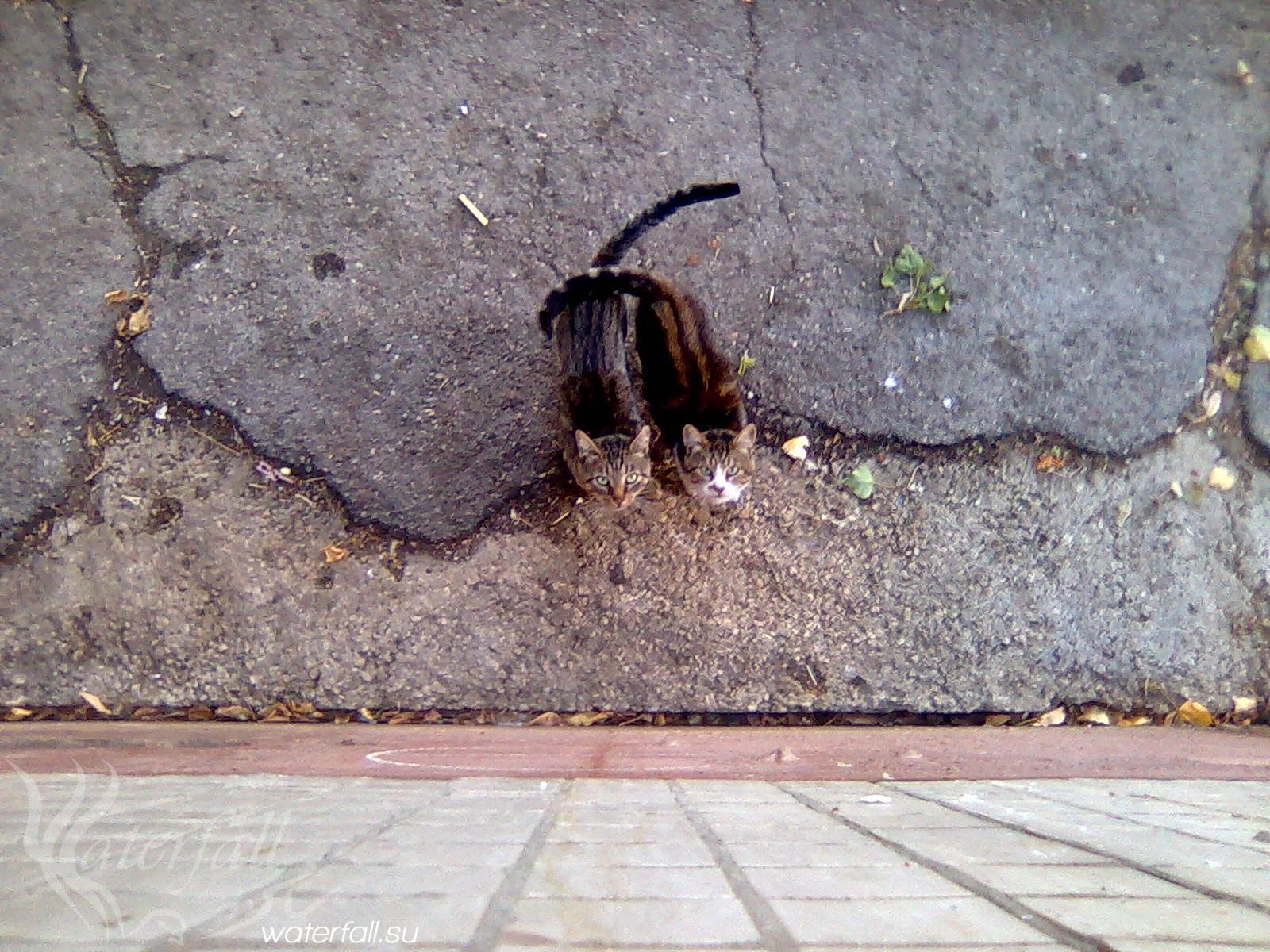 Машер и его друг Сократ