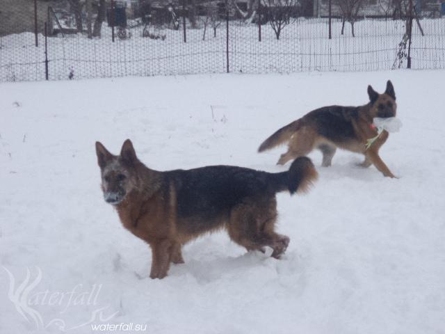 На белом покрывале января...