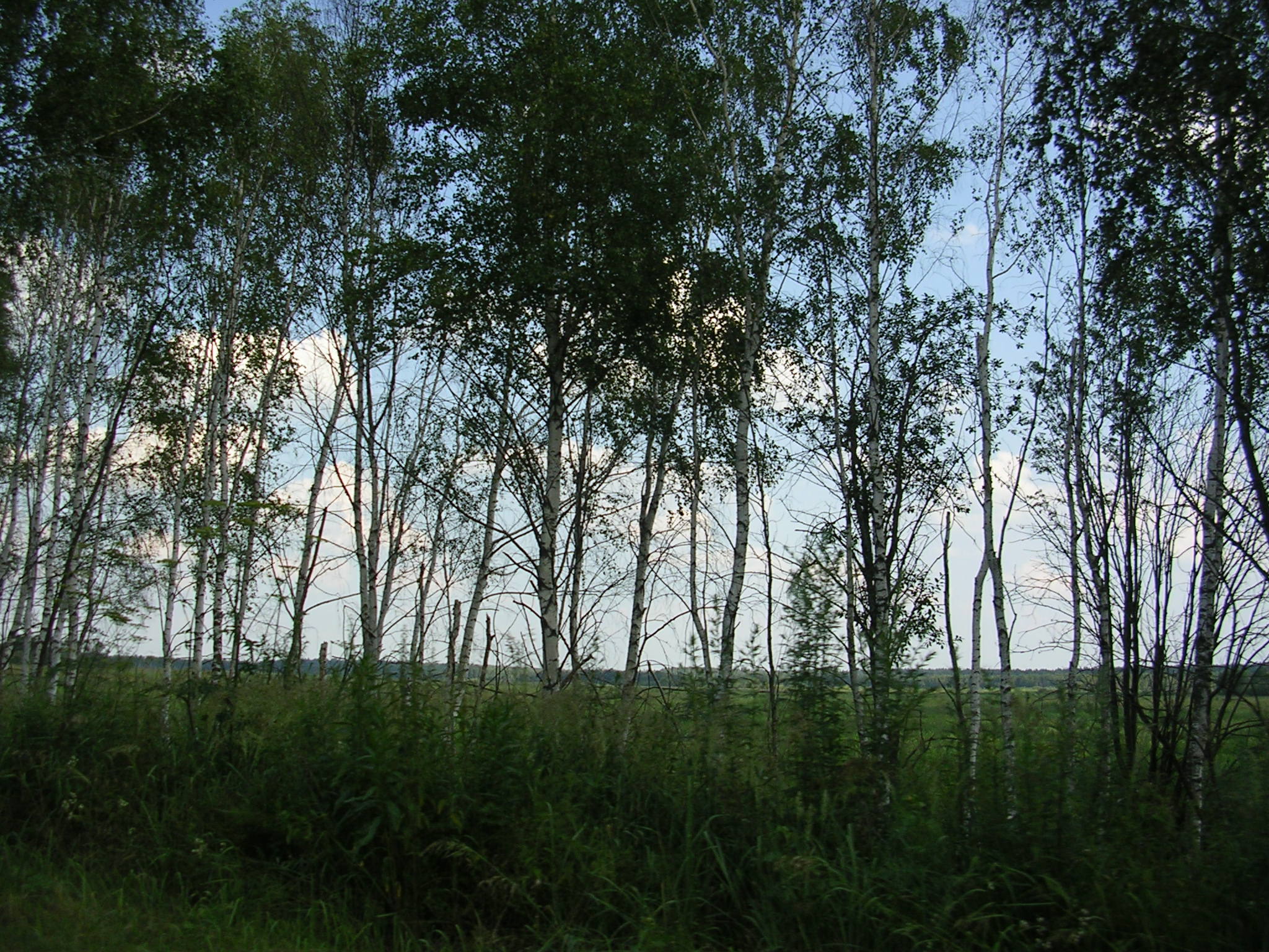 Роща